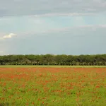 Paola *